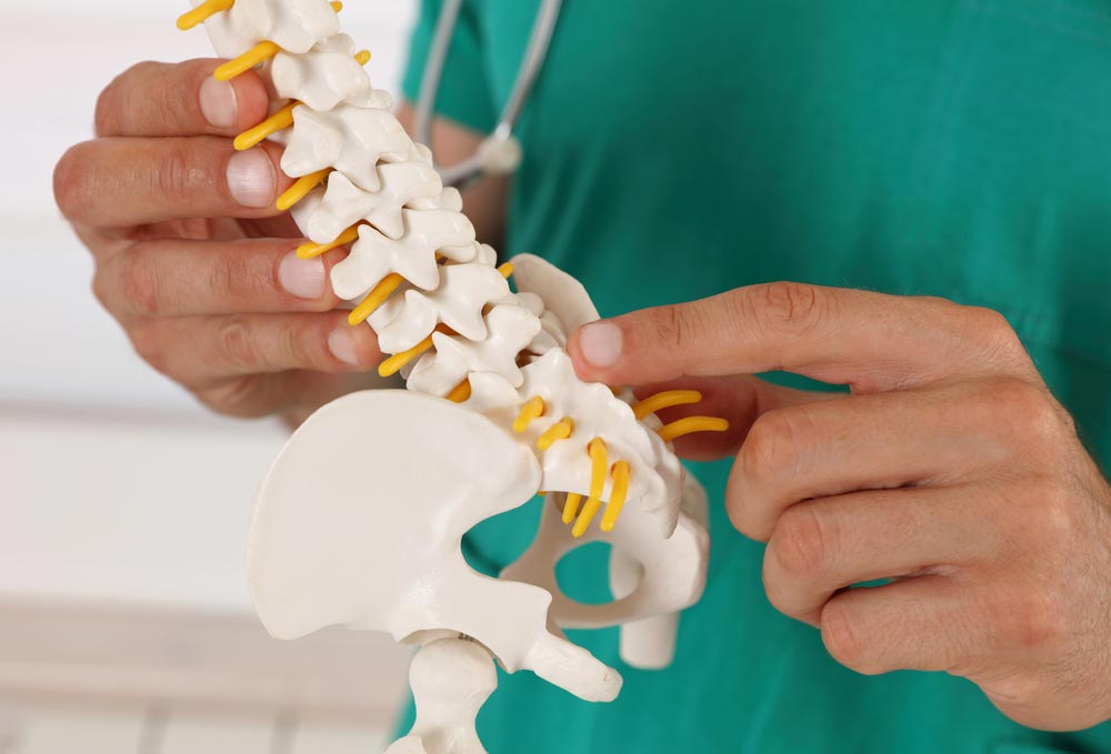 Chiropractor Pointing Parts On A Spine Model